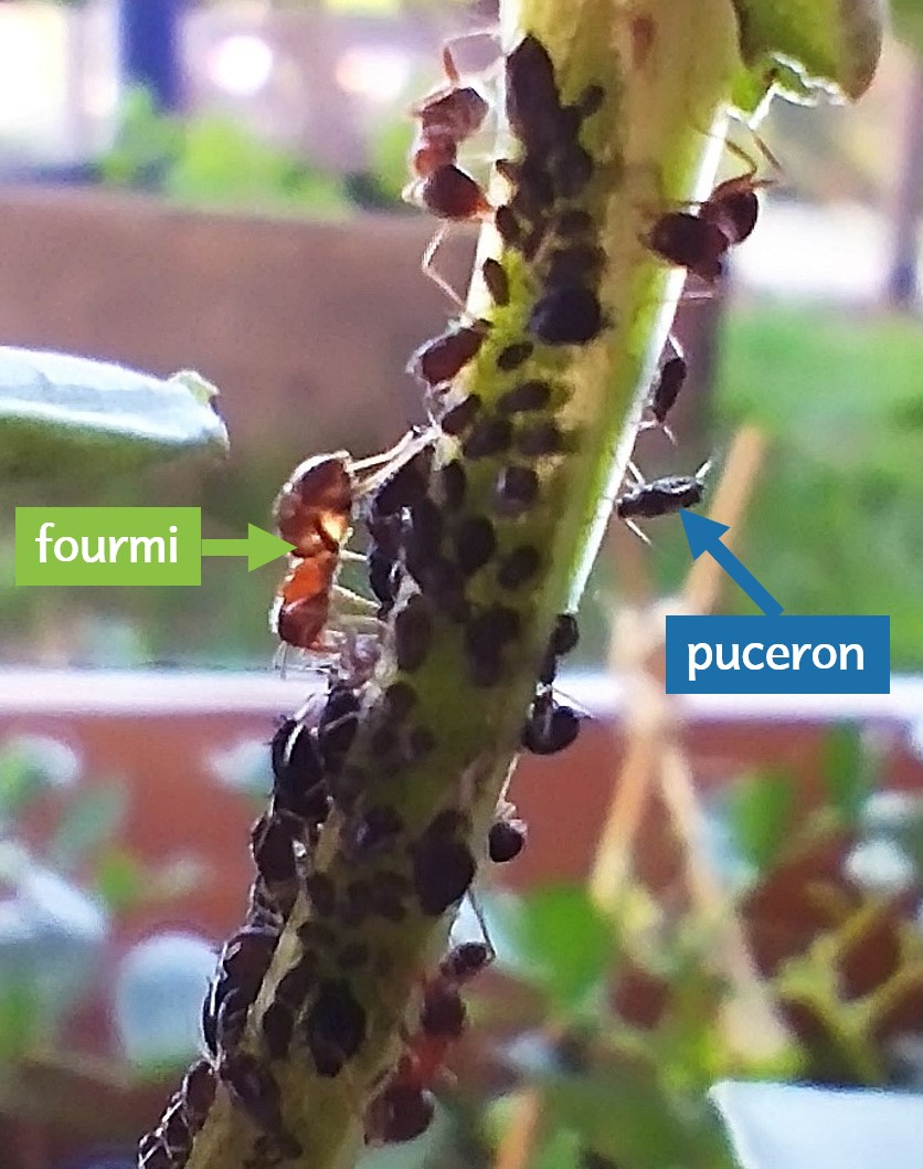 Pucerons fourmis