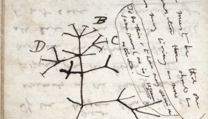 Darwin arbre