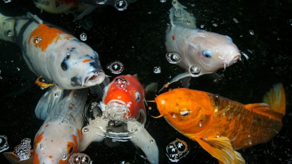 Poissons