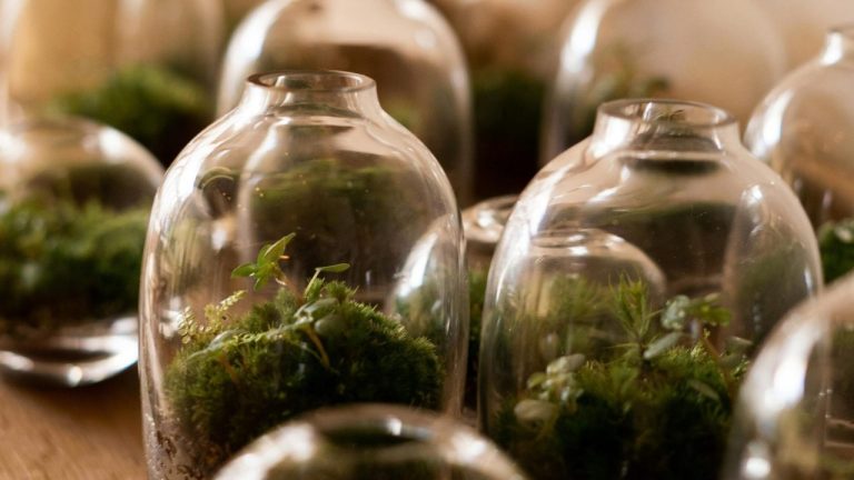Terrarium