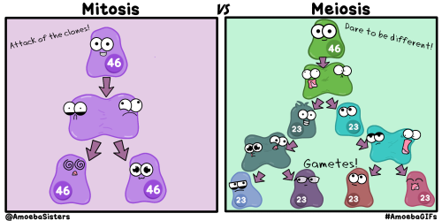 Mitose Meiose